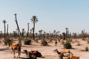 גמלים במדבר במרוקו